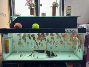 Discus Fish with 4 Feet Tank