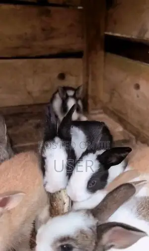 Rabbits