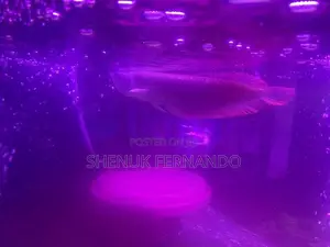 Arowana Fish