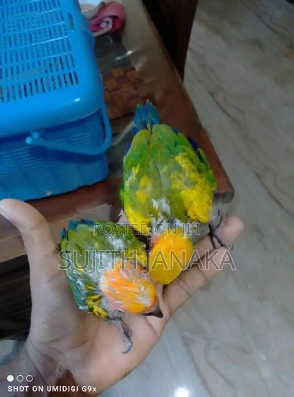 Sun Conure Birds