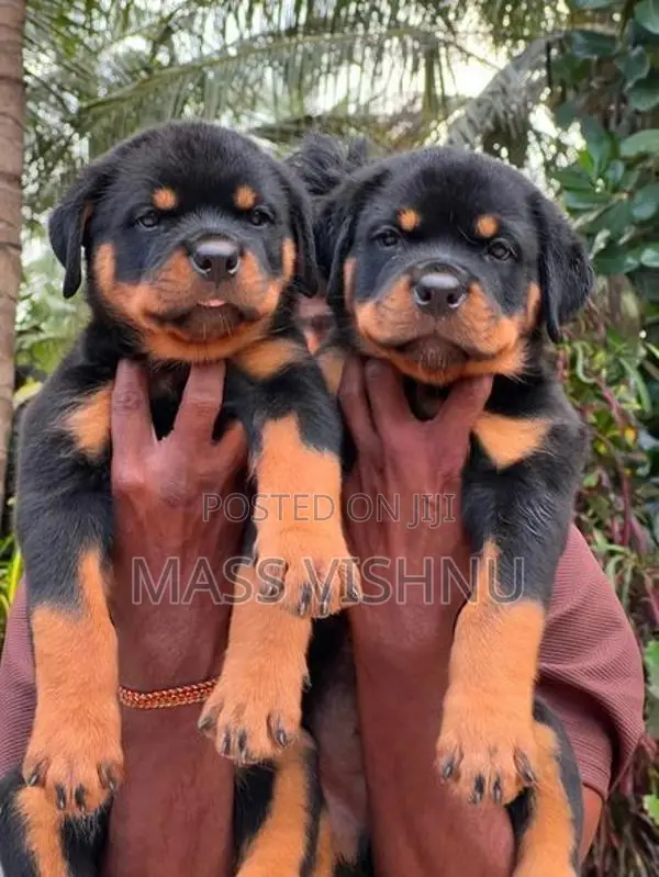 Rottweiler Puppies