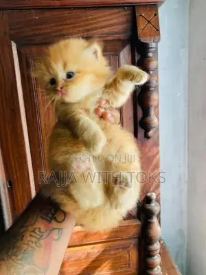 Persian Cat