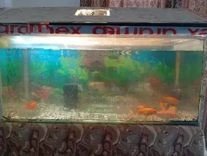 Fish Tank