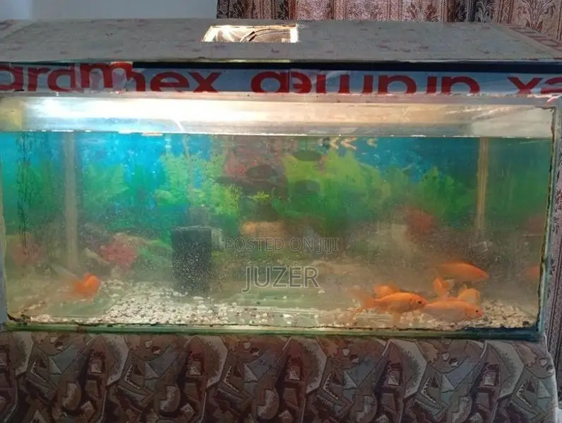 Fish Tank
