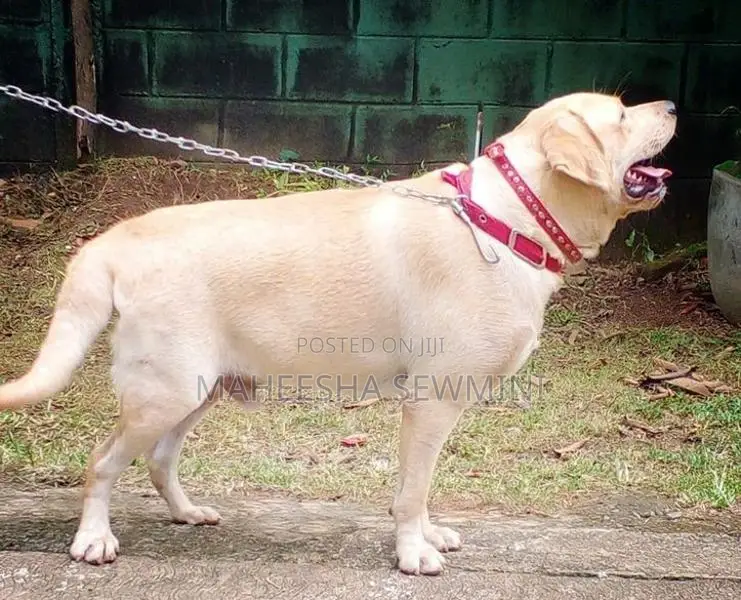 Labrador Retriever Puppies