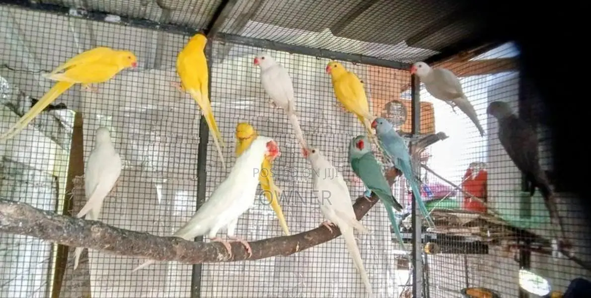 Ringneck Birds
