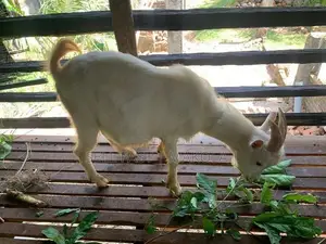 Saanen Goat