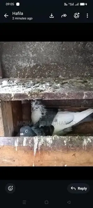 பறவை புறா