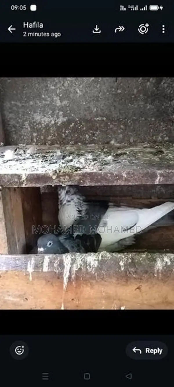 பறவை புறா