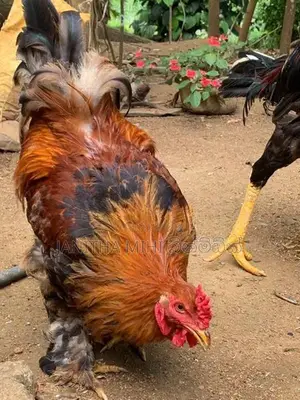 විකිනිමට හො ගම් කිකිලි මාරුවකට
