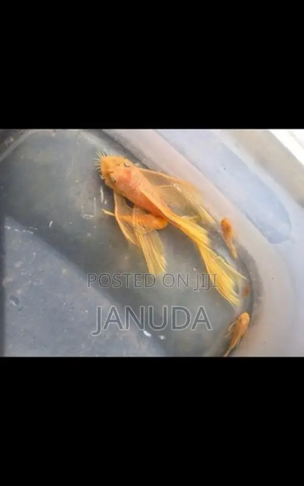 Bristlenose Fish