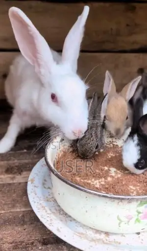 Rabbits