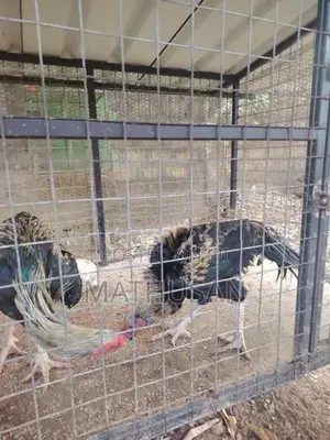 Parrot Beak Rooster