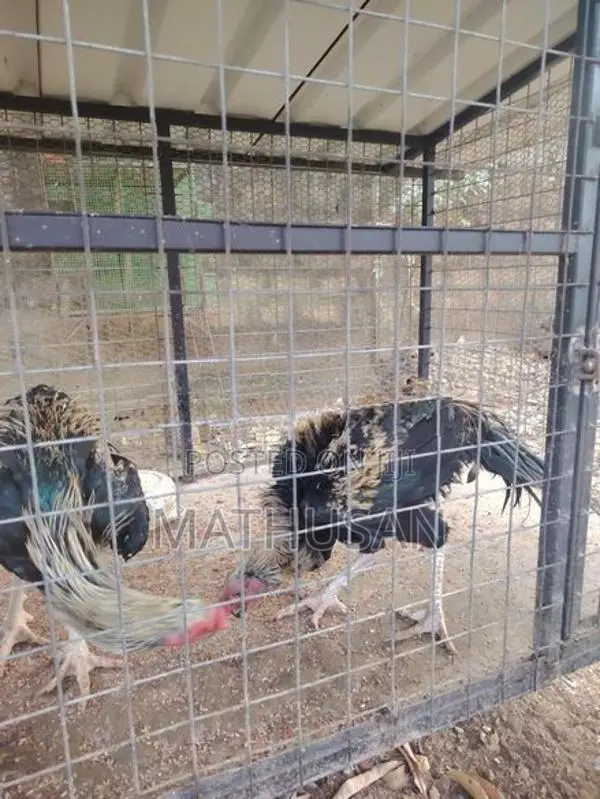 Parrot Beak Rooster