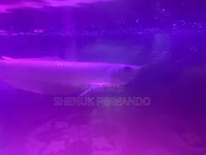 Arowana Fish