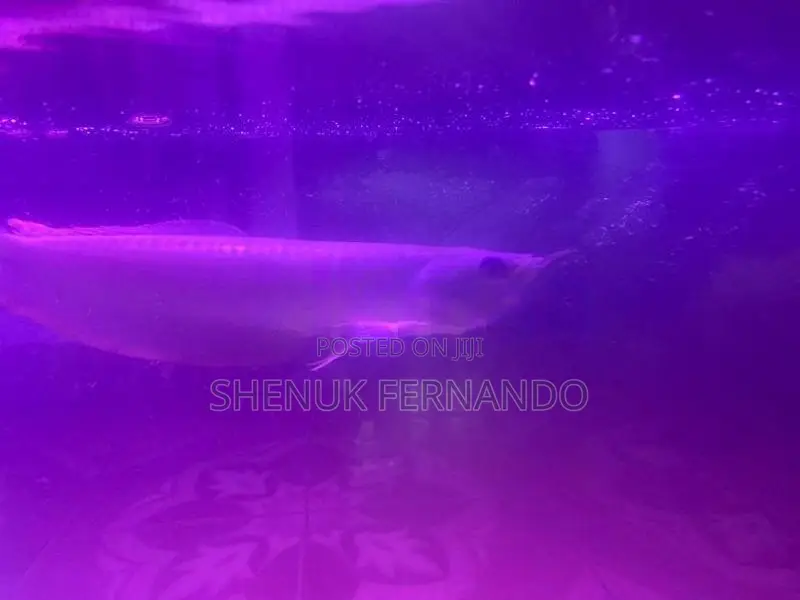 Arowana Fish