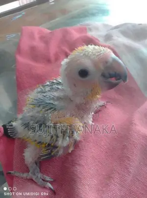 Sun Conure Birds