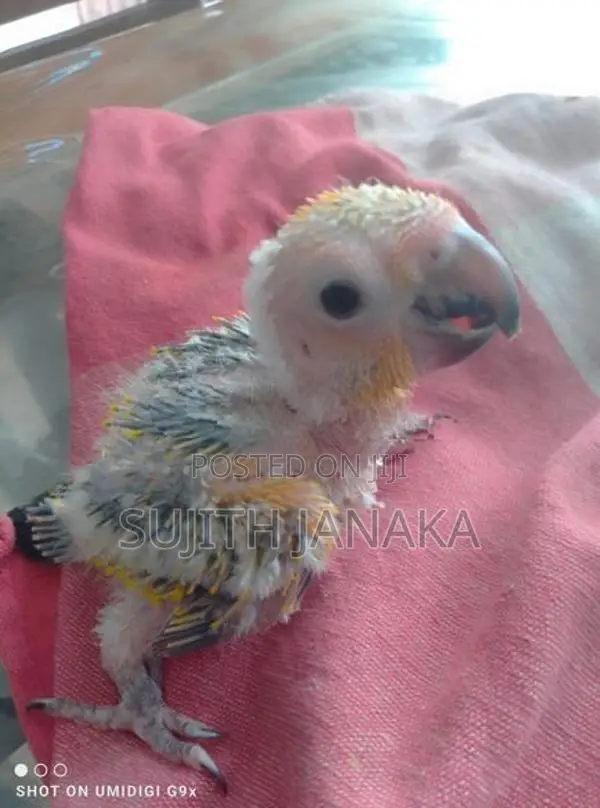 Sun Conure Birds