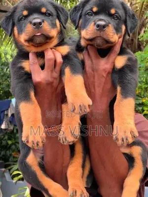 Rottweiler Puppies