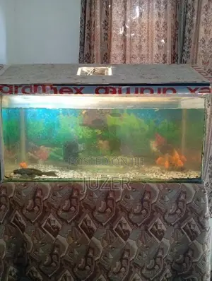Fish Tank