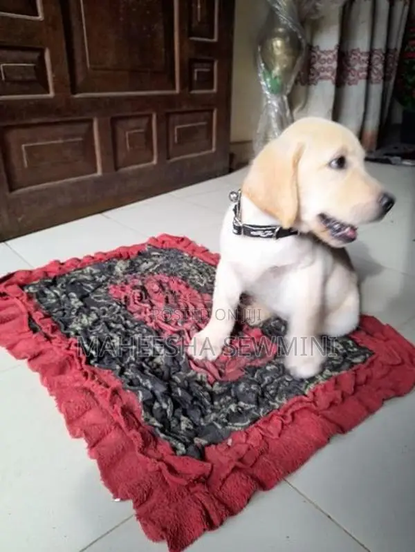 Labrador Retriever Puppies