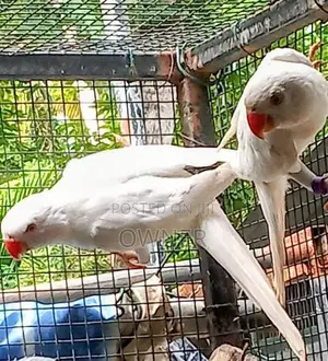 Ringneck Birds
