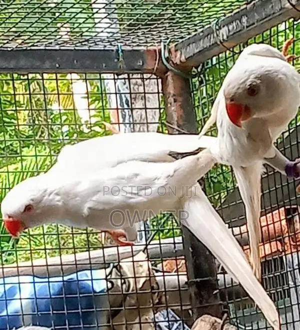 Ringneck Birds