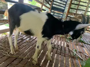 Saanen Goat