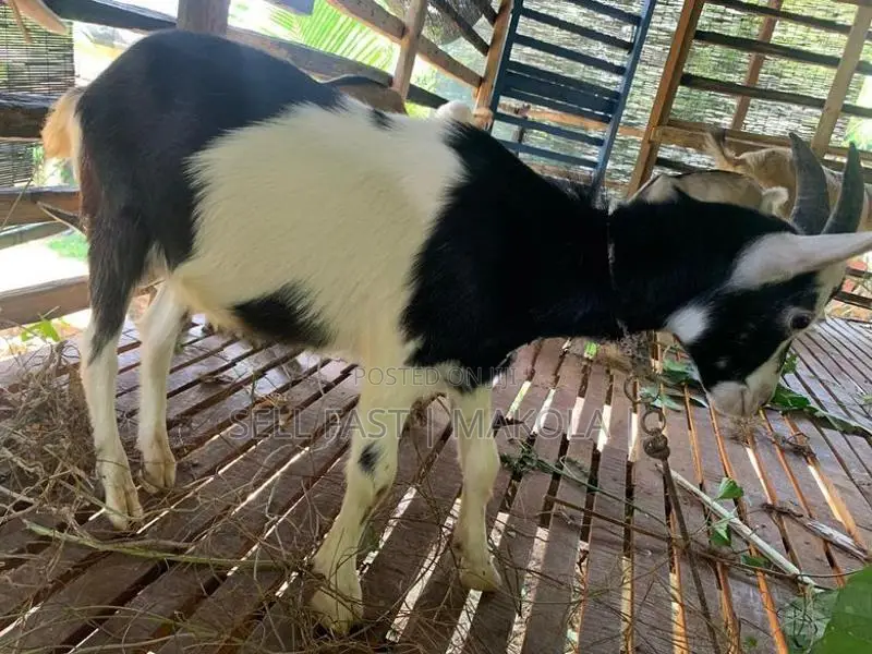 Saanen Goat