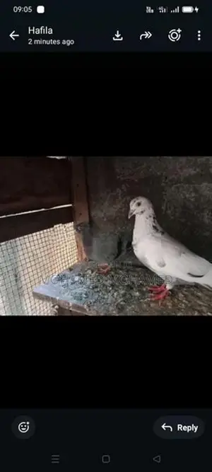 பறவை புறா