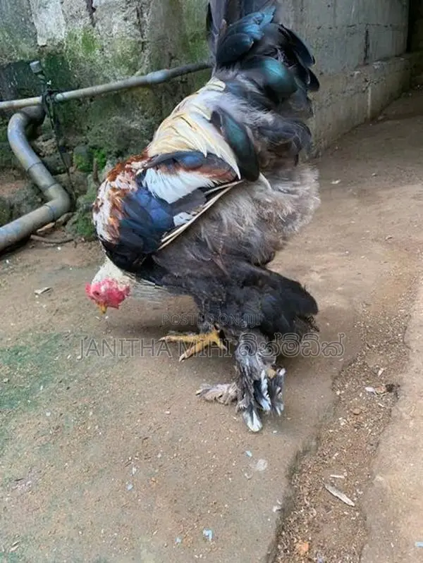 විකිනිමට හො ගම් කිකිලි මාරුවකට