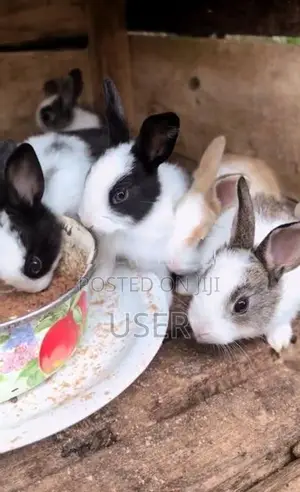 Rabbits