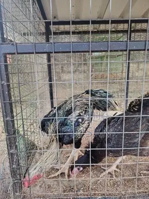Parrot Beak Rooster