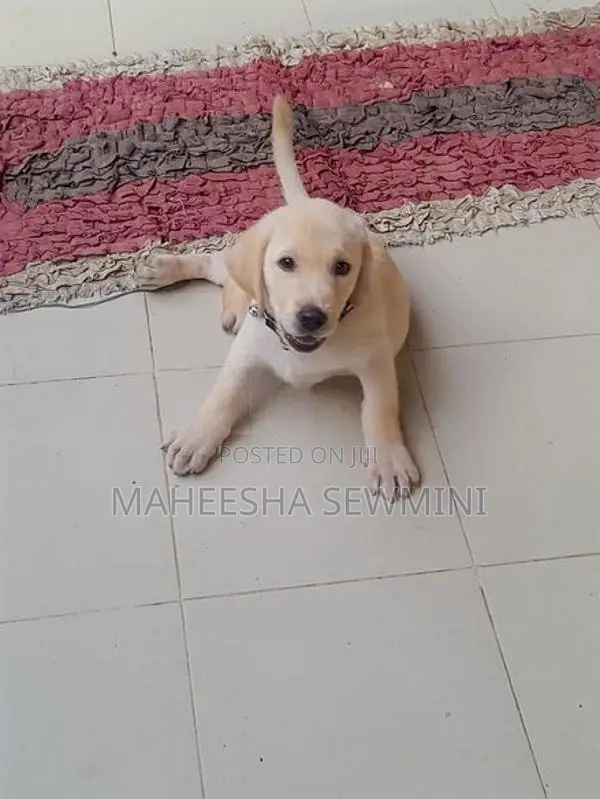 Labrador Retriever Puppies
