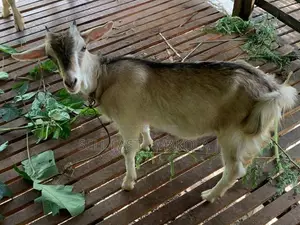 Saanen Goat