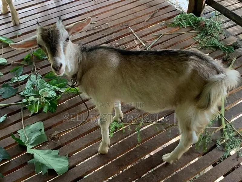 Saanen Goat