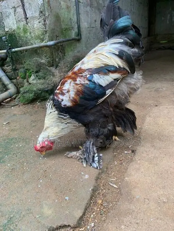 විකිනිමට හො ගම් කිකිලි මාරුවකට