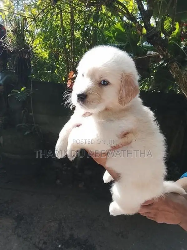ගෝල්ඩන් රෙට්‍රිවර් පැටවුන්