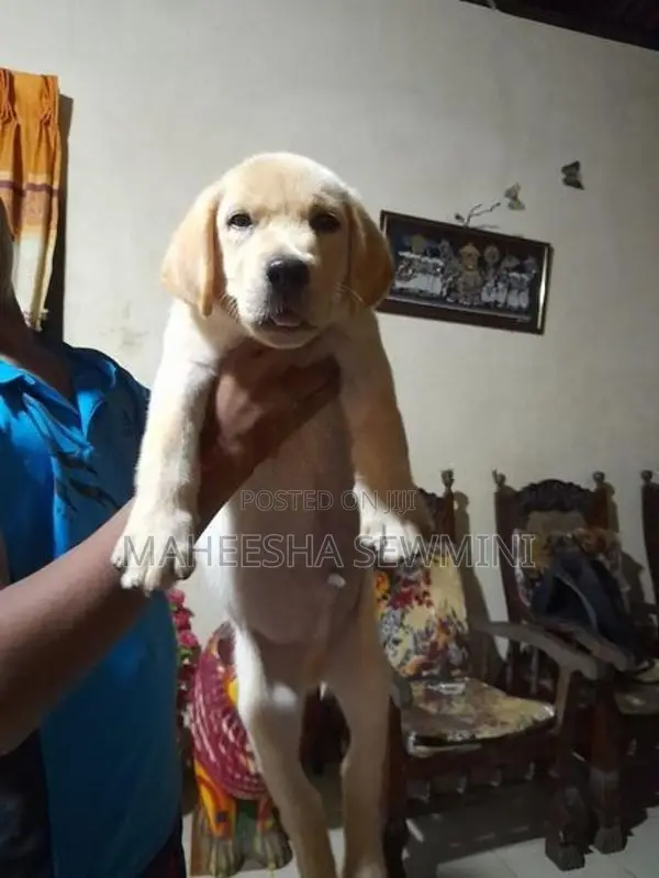 Labrador Retriever Puppies