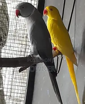 Ringneck Birds