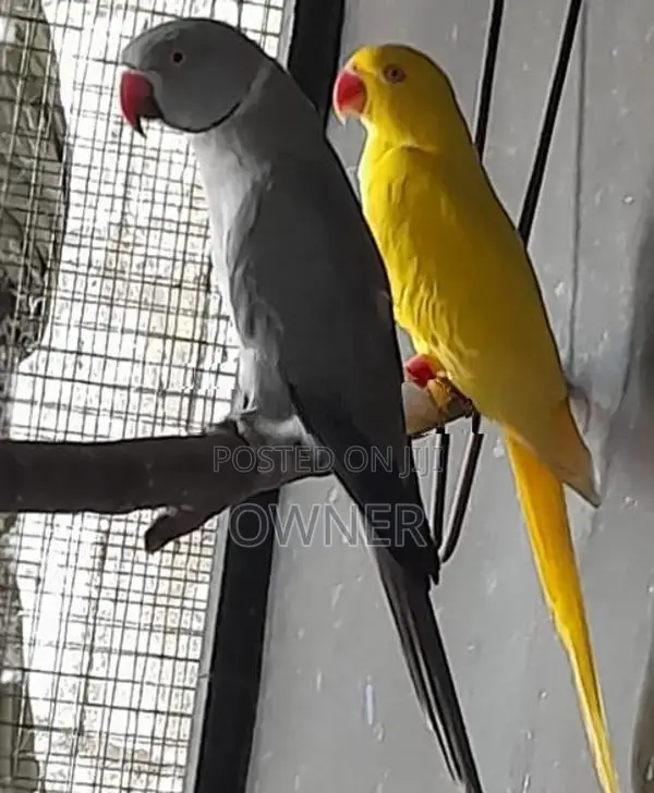 Ringneck Birds