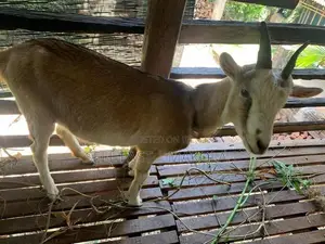 Saanen Goat