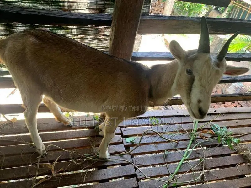 Saanen Goat