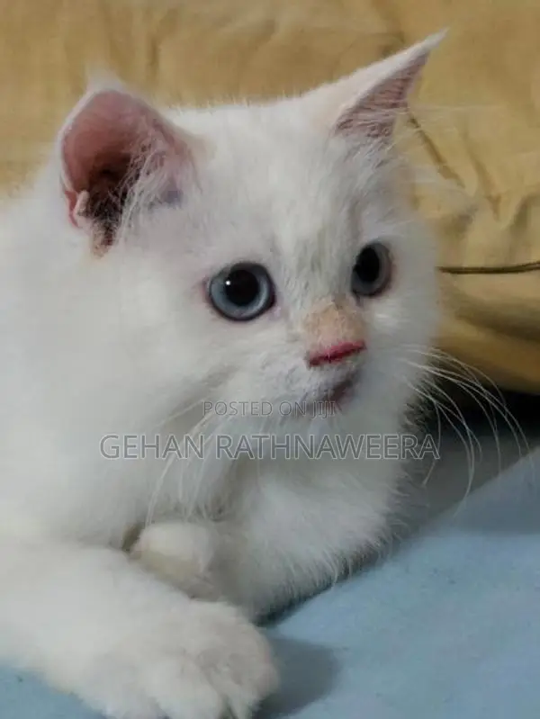 White Persian Male Kitten
