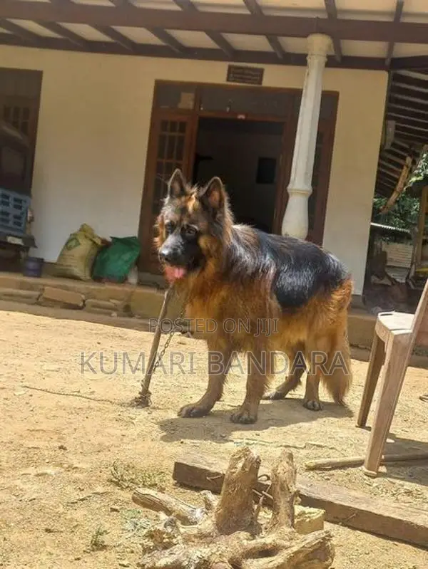 German Shepherd Puppies