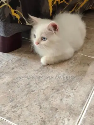 White Persian Male Kitten