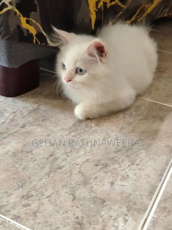 White Persian Male Kitten