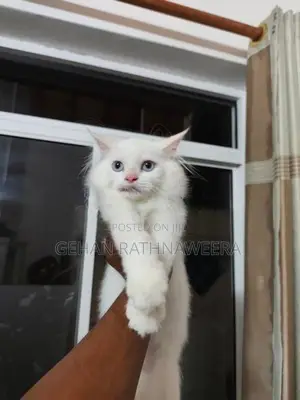 White Persian Male Kitten