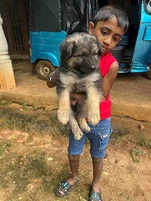 German Shepherd Puppies