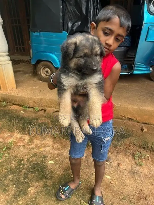 German Shepherd Puppies
